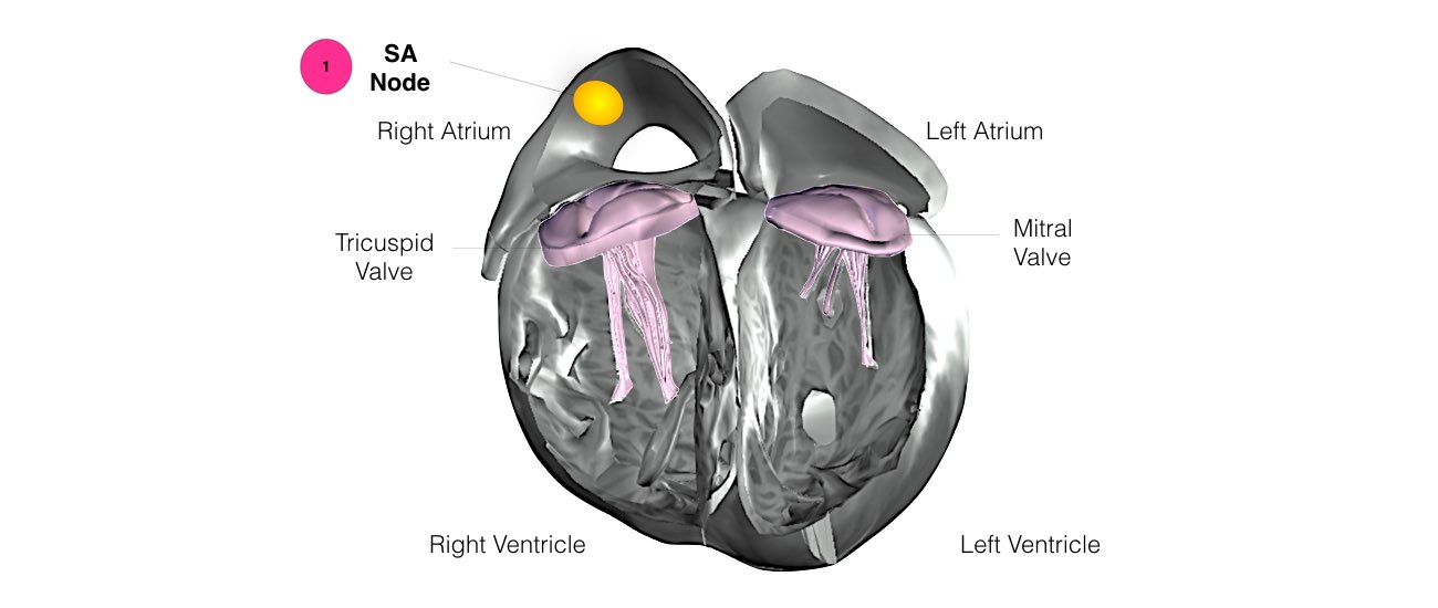 The internal structure of a heart shows the SA node.