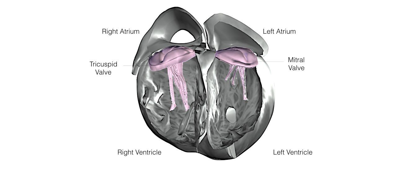 The internal structure of a heart shows the Right Ventricle, left ventricle, right atrium, and right atrium.