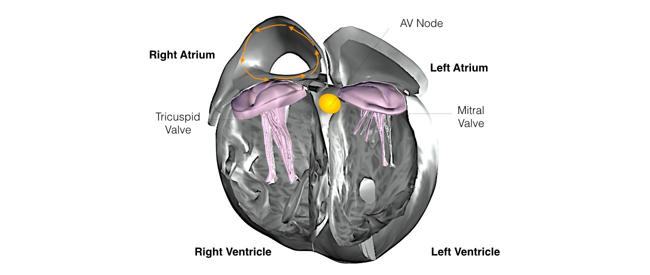 The internal structure of a heart shows the AV node the delay in conduction down the left bundle branch.