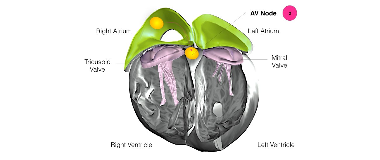The internal structure of a heart shows the AV node.