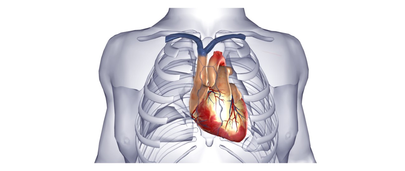 The image shows the position of the heart inside the rib cage.