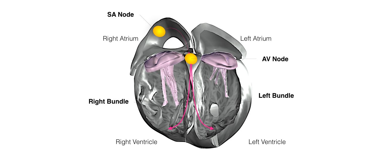 The internal structure of a heart shows the SA and AV nodes.